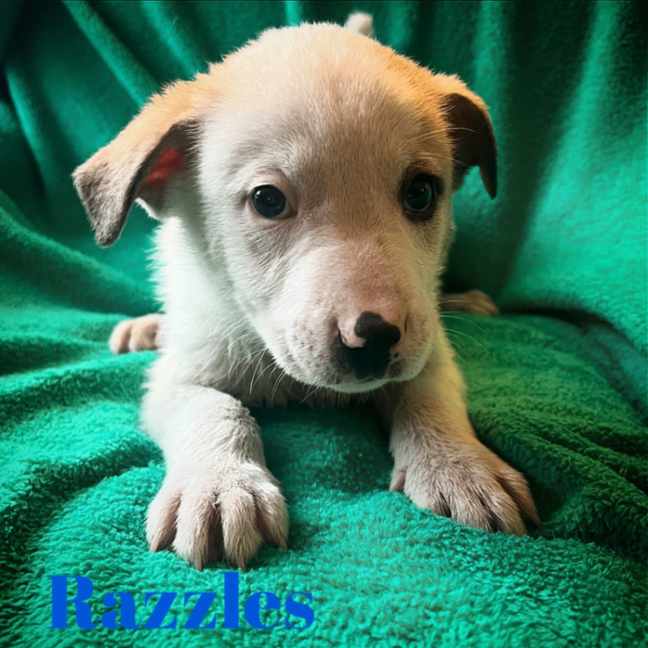 Razzles