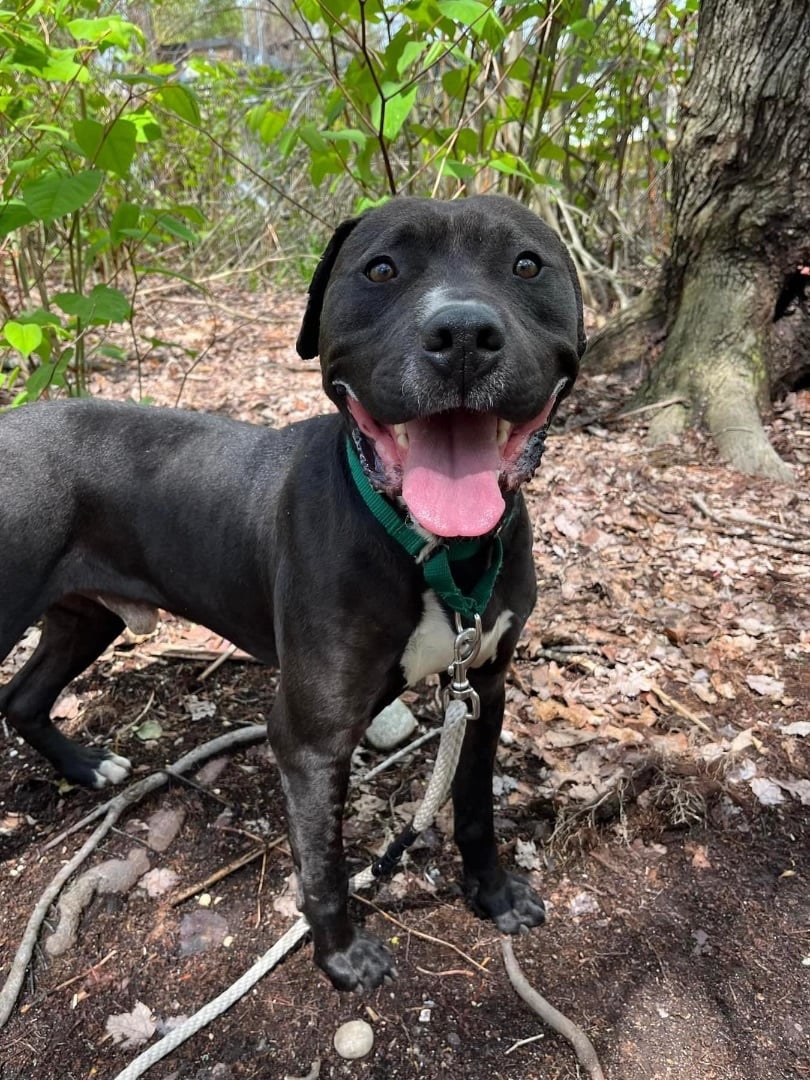 Joshi- active young man 