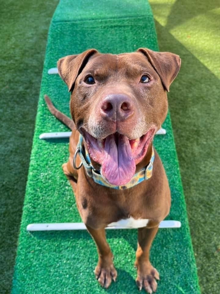 Hobart- affectionate sweetheart 