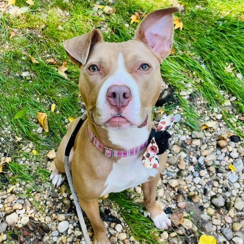 Apple- ready for an adventure buddy 