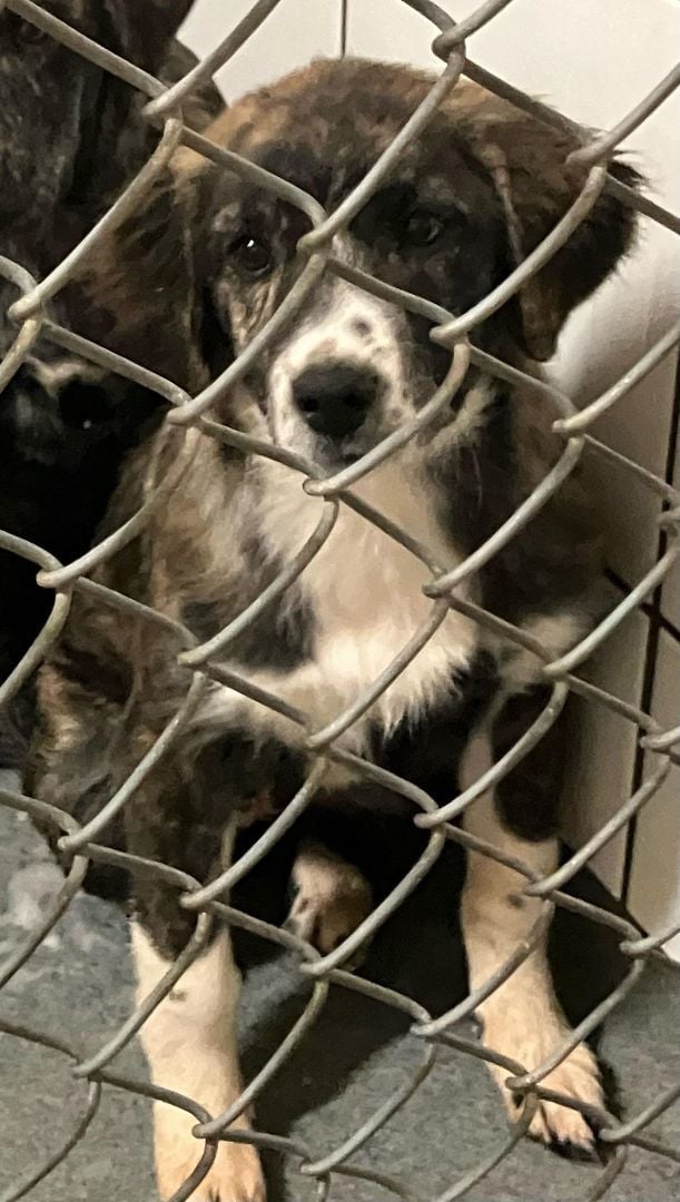 K7 Plott Hound Litter