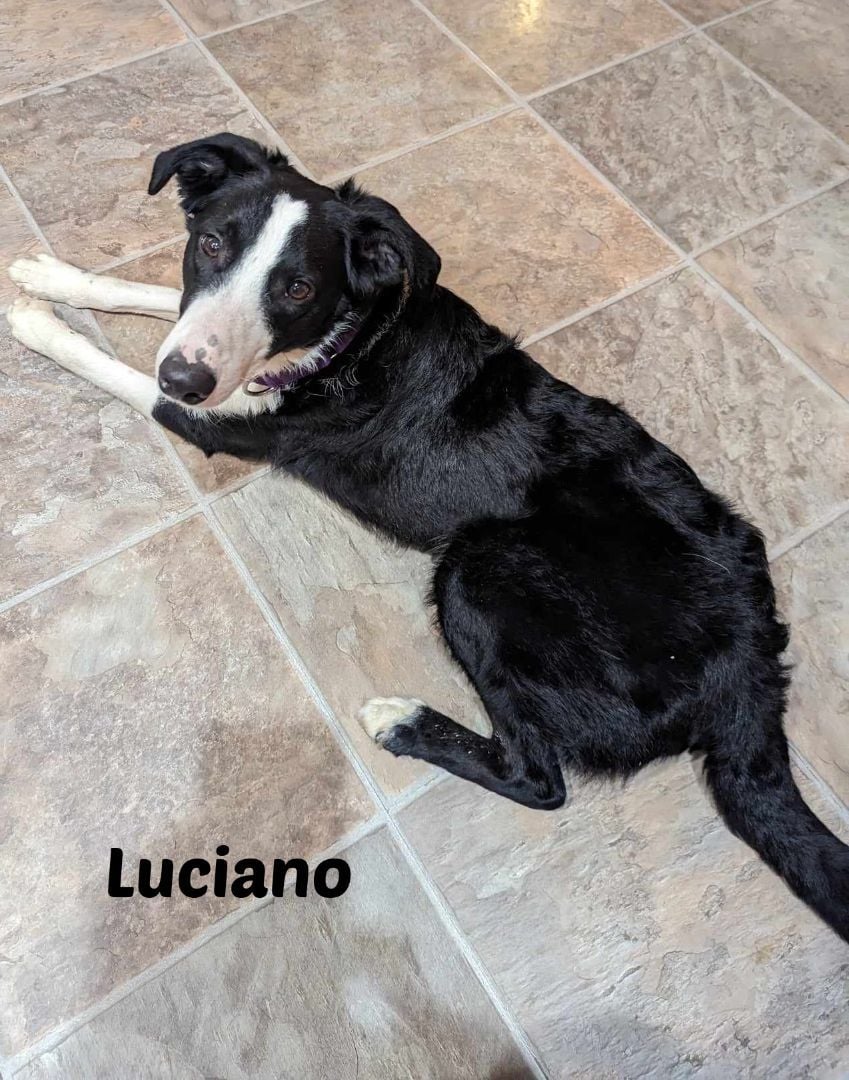 Luciano