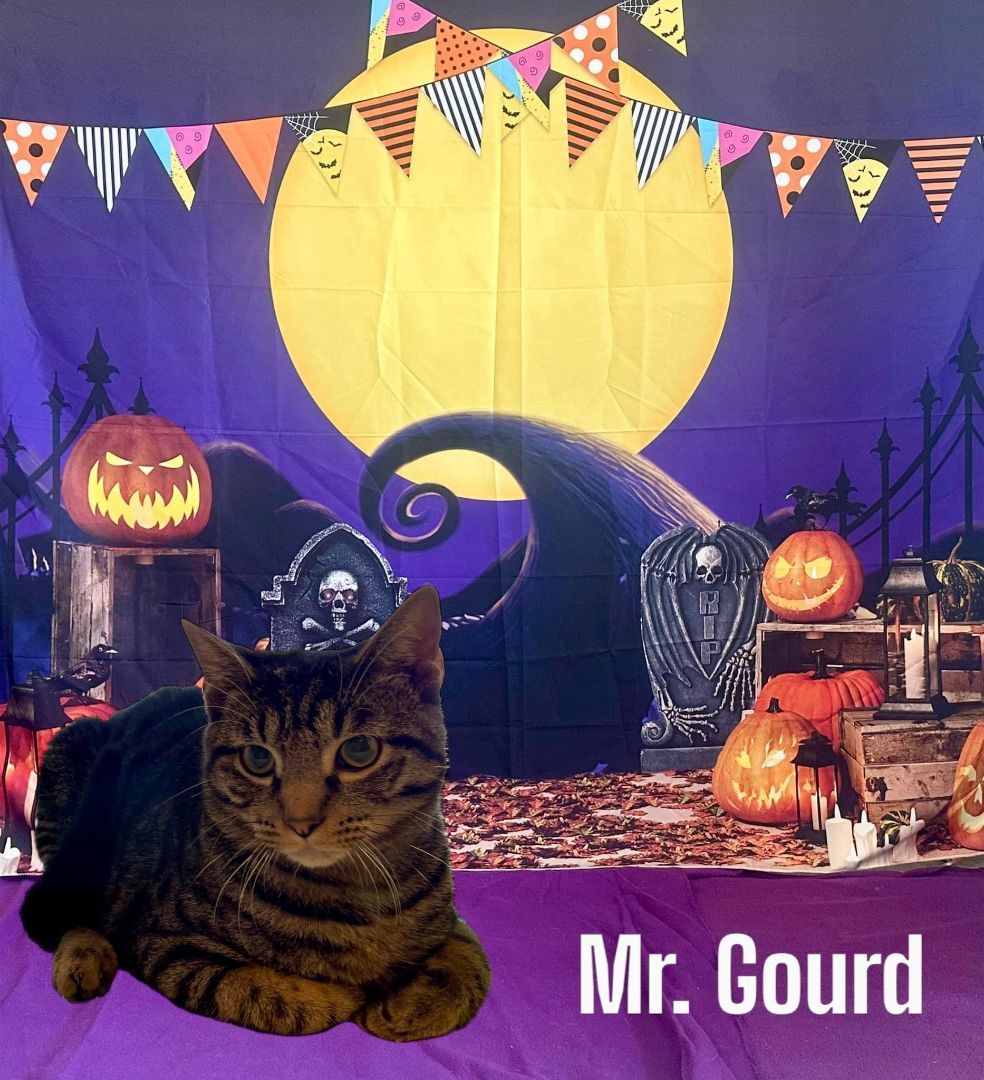 Mr. Gourd