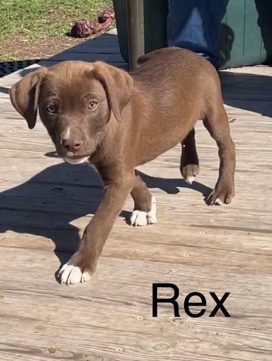 Rex