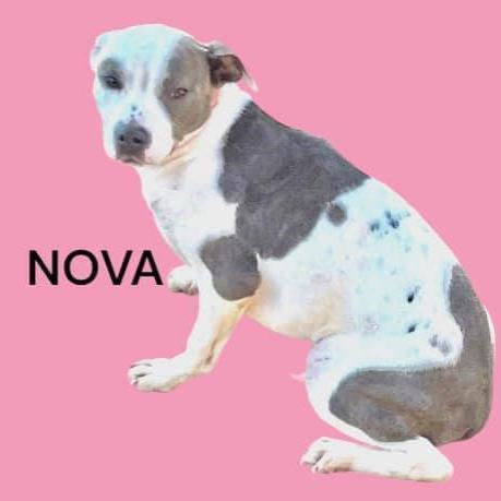 Nova
