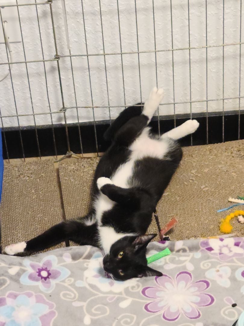 Pineapple and Jujube NWC