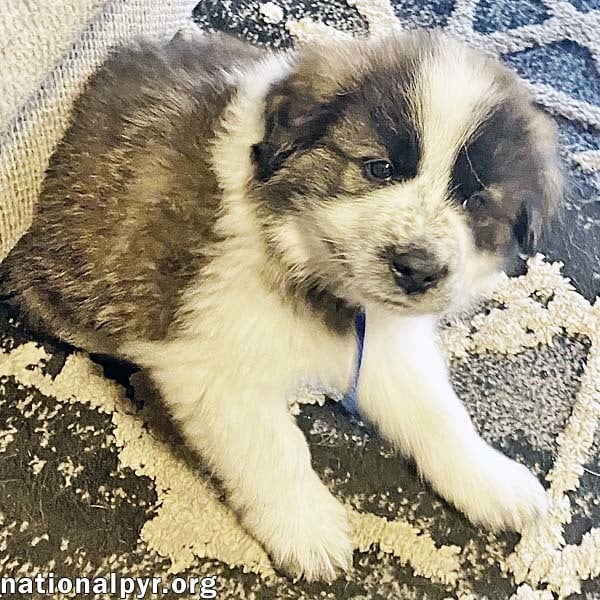 Cupid in AL - Famous for Kisses & Cuddles!