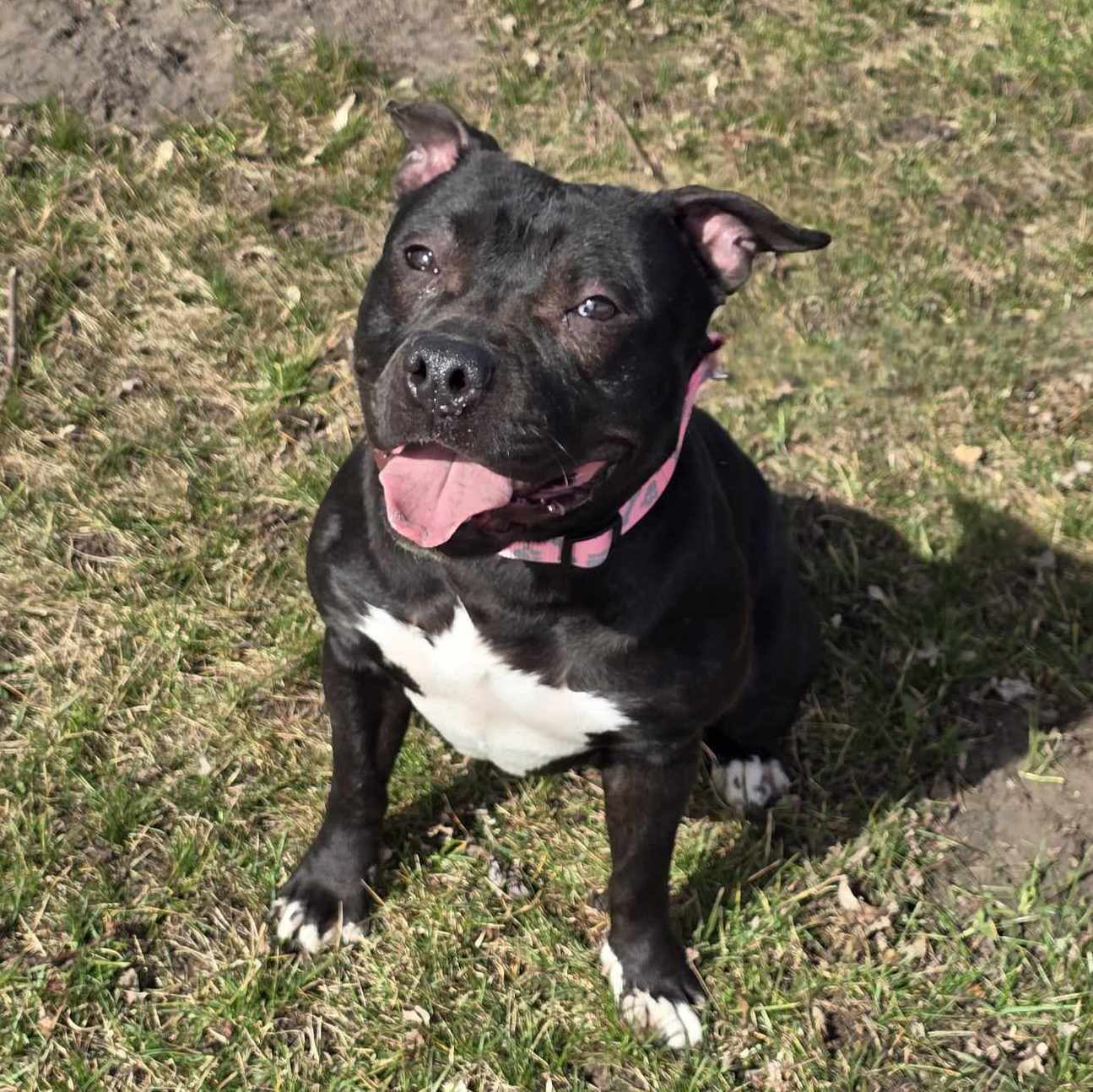 Papaya - St.Pitty's Special ($25)