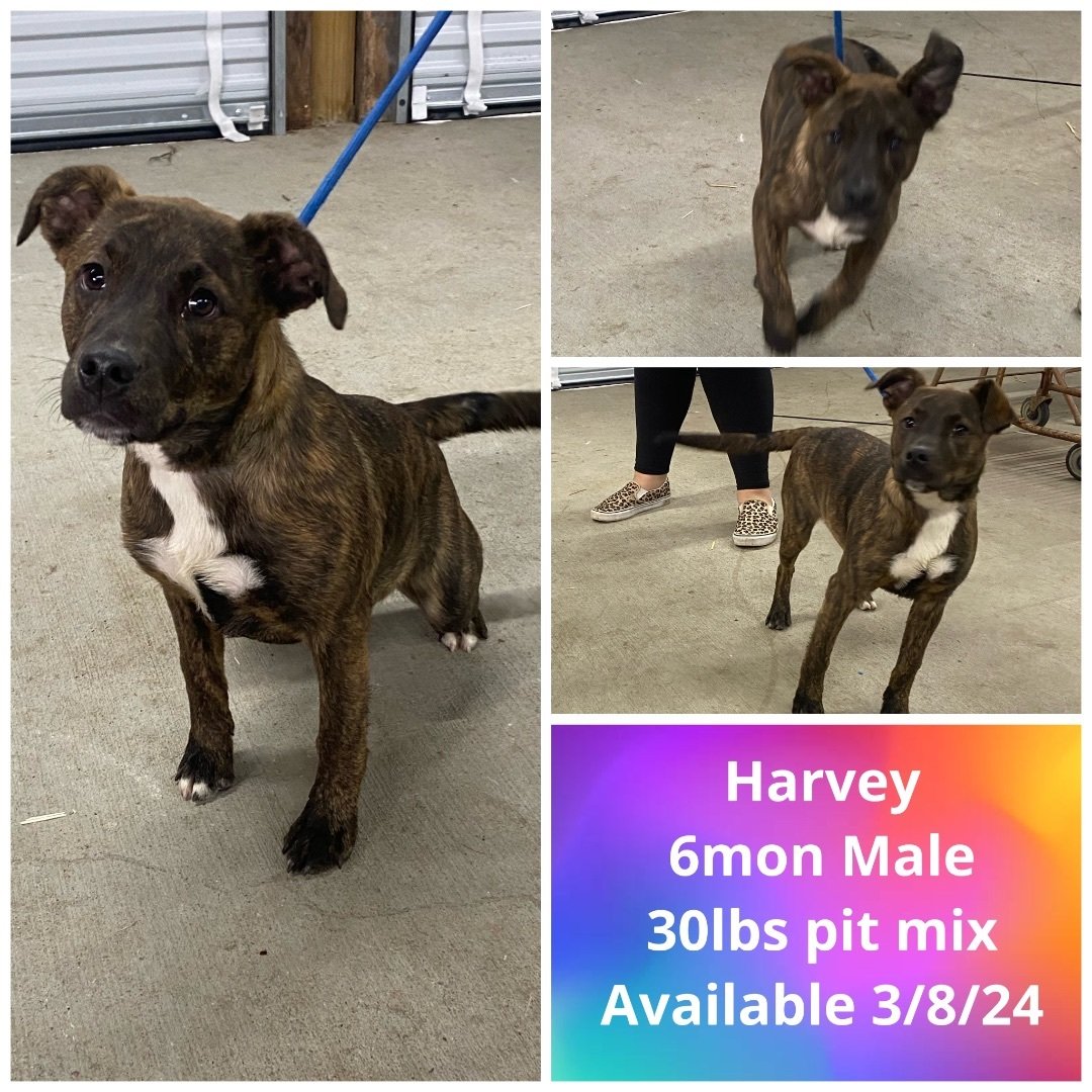 Harvey