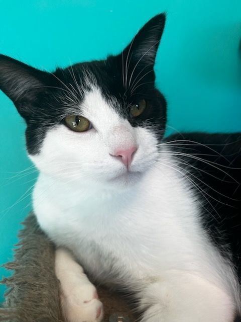 Captain Dirt Scallywag