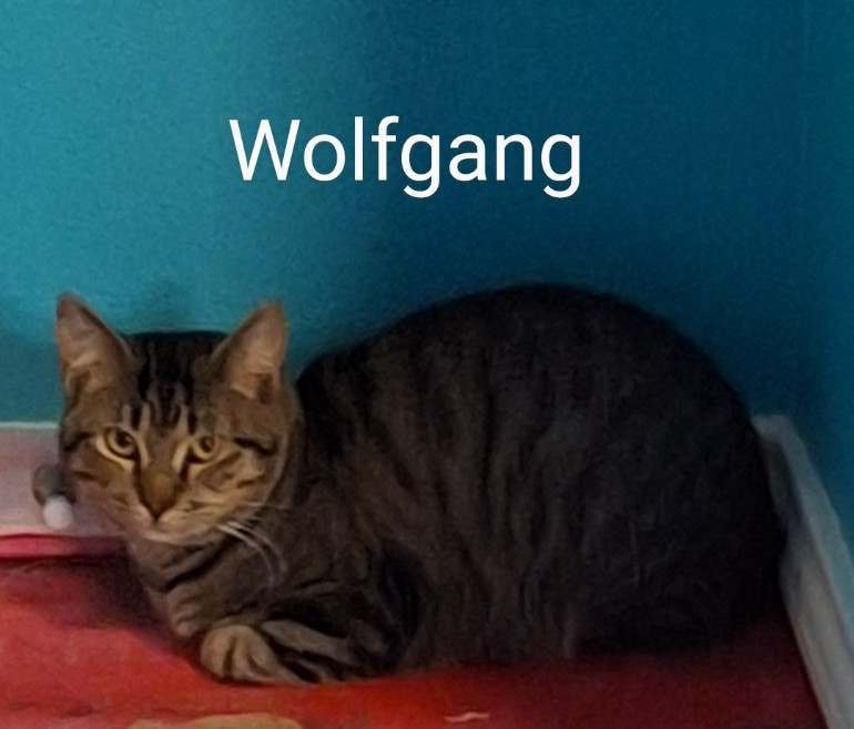 Wolfgang