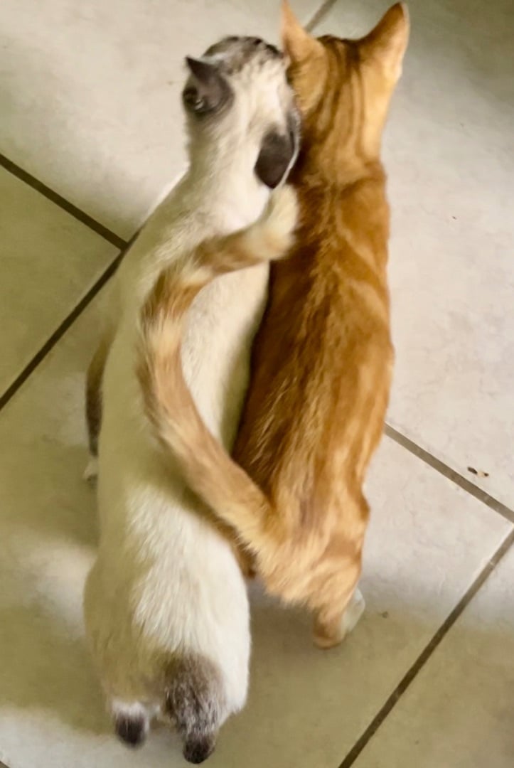 Shizzle and Tawny BONDED