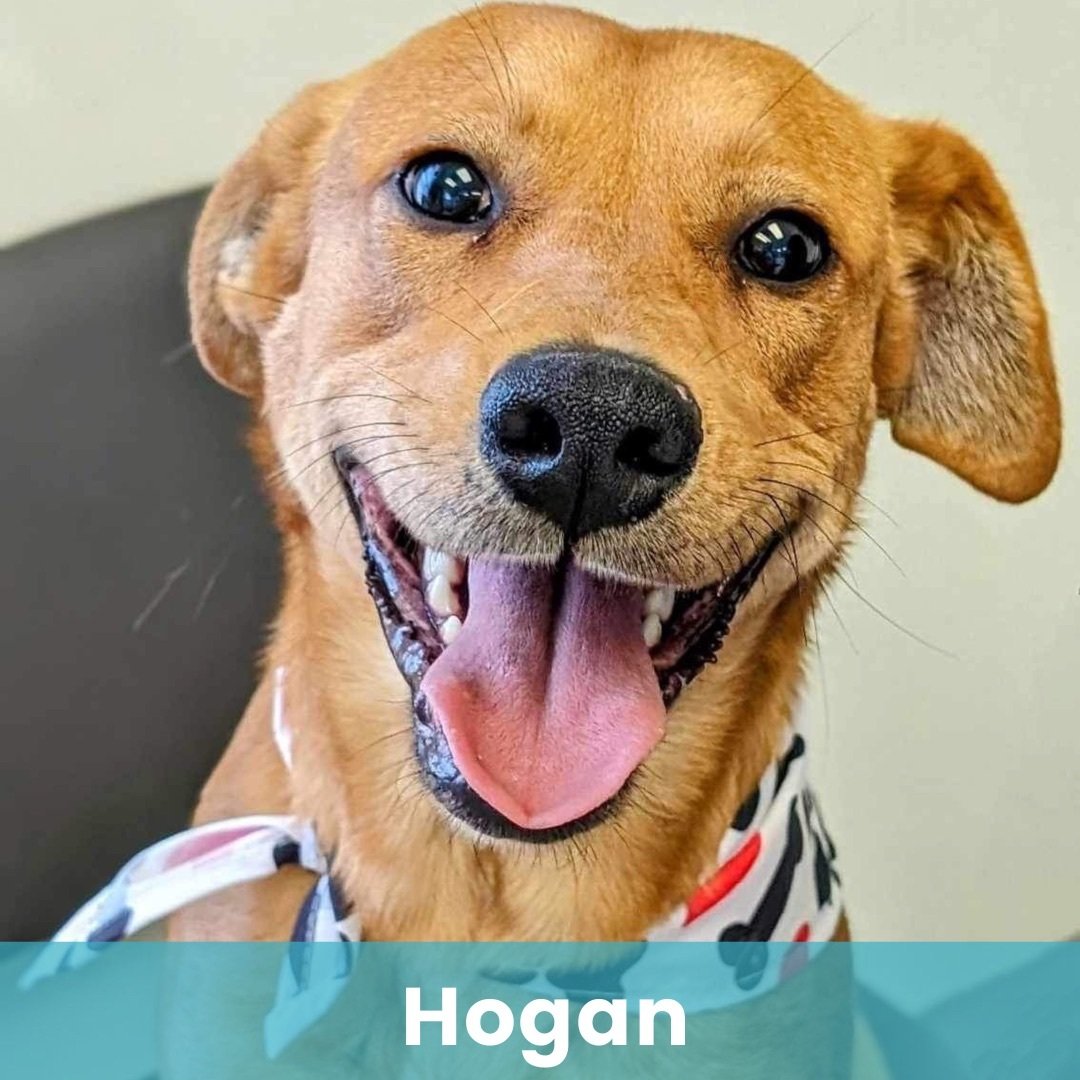 Hogan