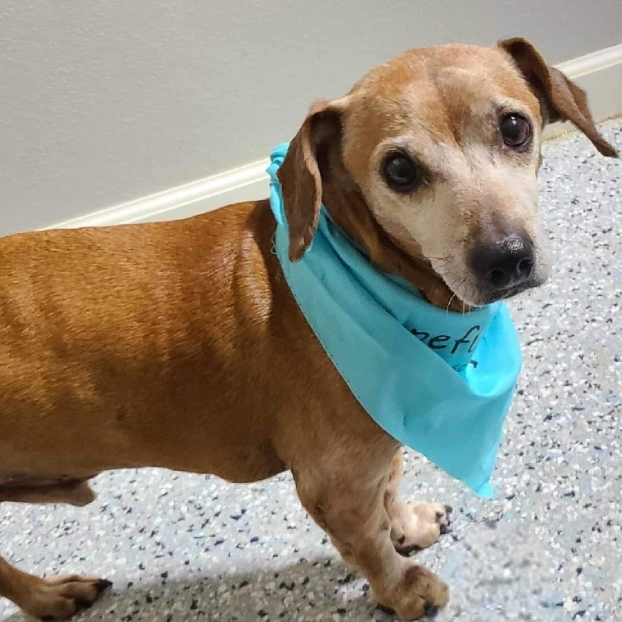 Chance (Adopt or Foster)