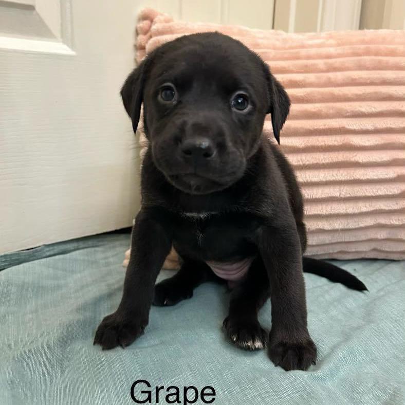 Grape - MA/RI/CT Eligible