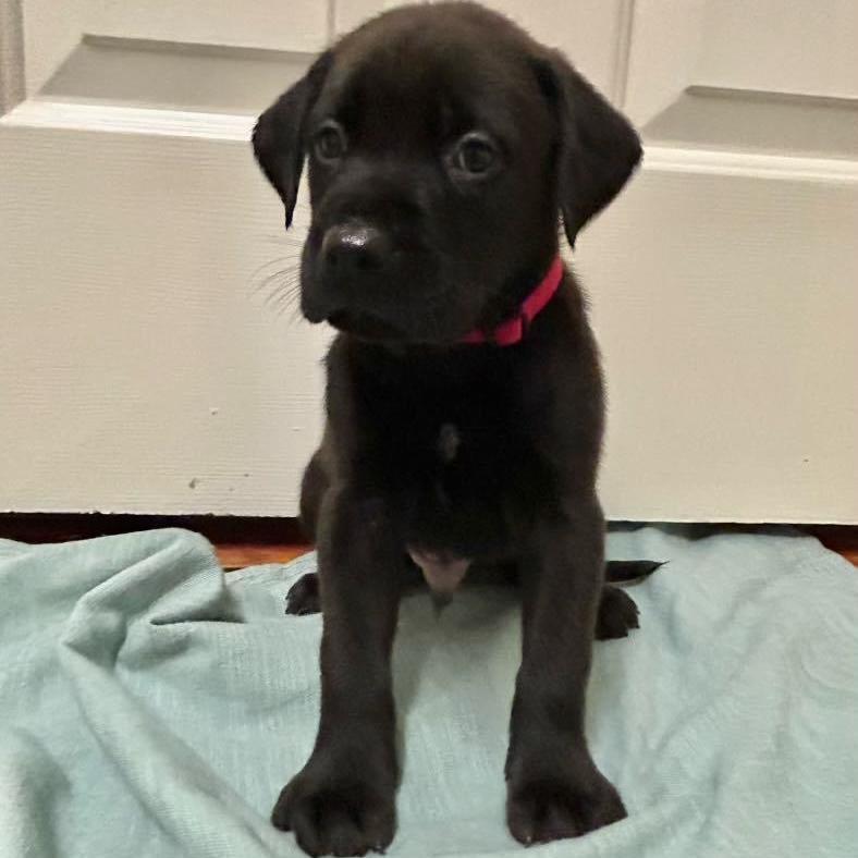 Huckleberry - MA/RI/CT Eligible