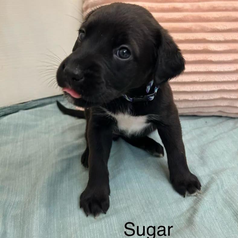 Sugar - MA/RI/CT Eligible