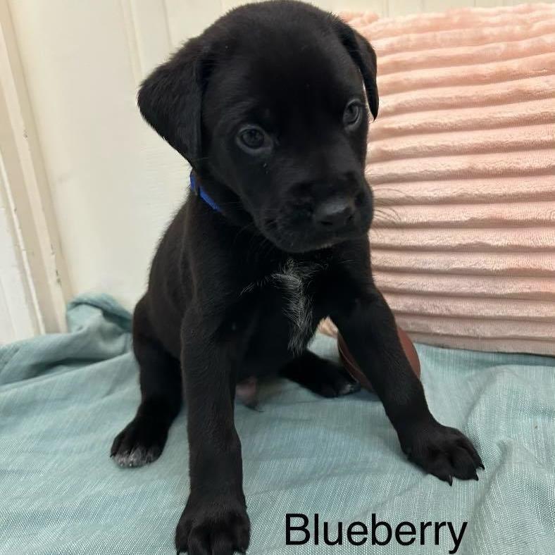 Blueberry - MA/RI/CT Eligible