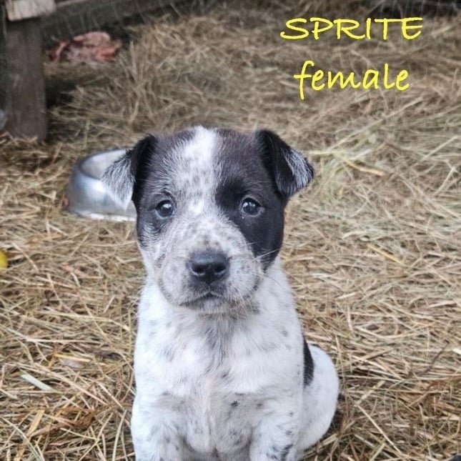 SPRITE - ARRIVING IN MAINE APRIL 9TH