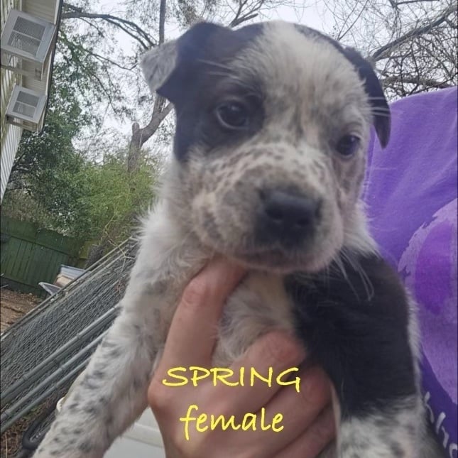 SPRING - ARRIVING IN MAINE APRIL 9TH