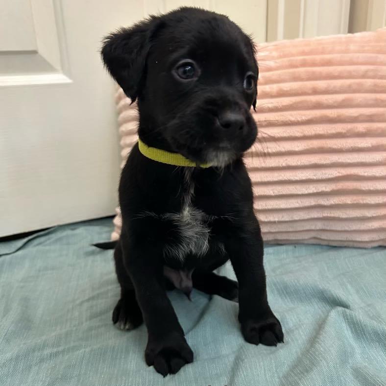 Lime - MA/RI/CT Eligible