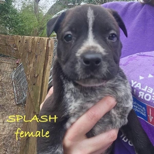SPLASH - ARRIVING IN MAINE APRIL 9TH