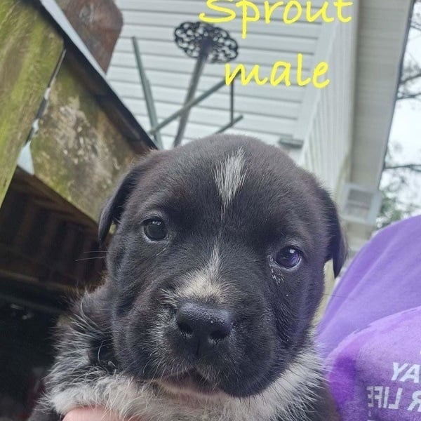 SPROUT - ARRIVING IN MAINE APRIL 9TH