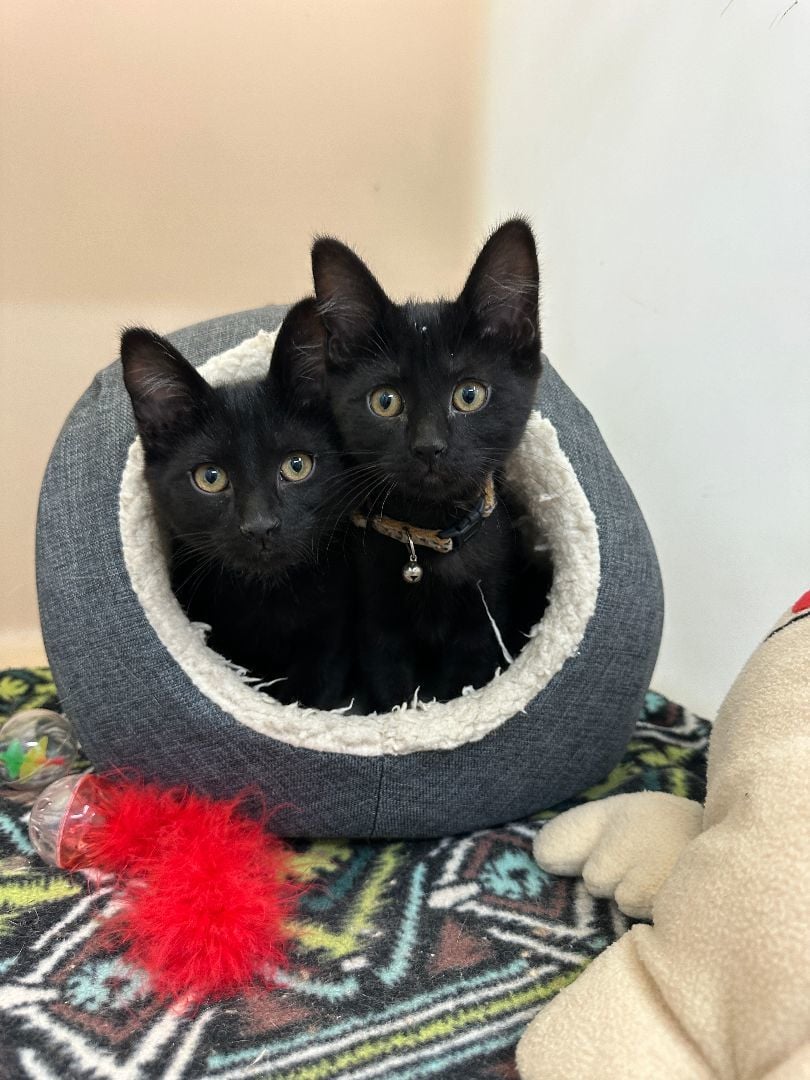 Regina and Rigby-Can be Reserved-Adopt Together