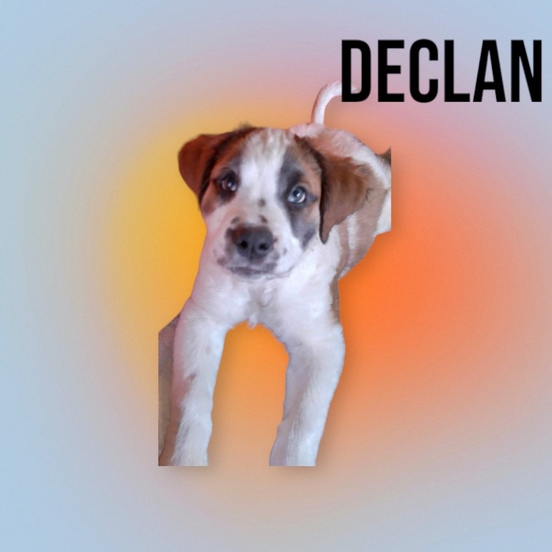 Declan 
