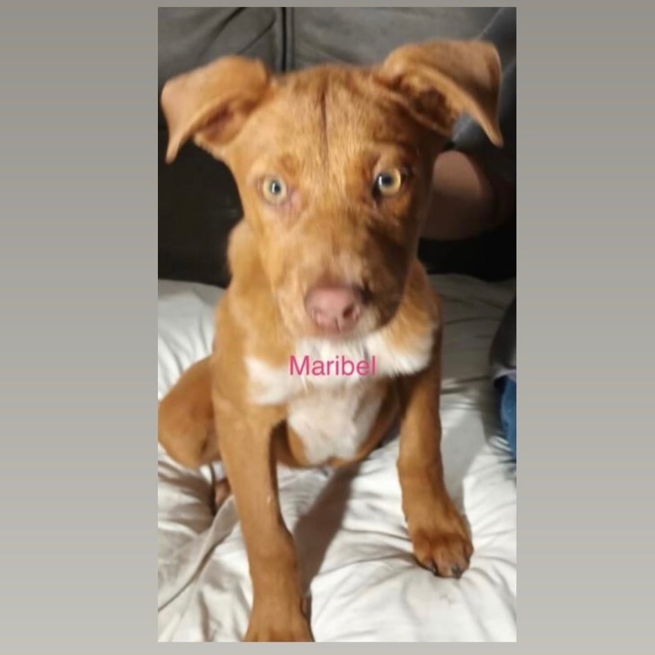 Maribel