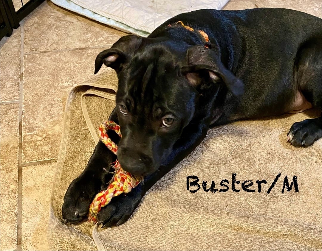 Buster 