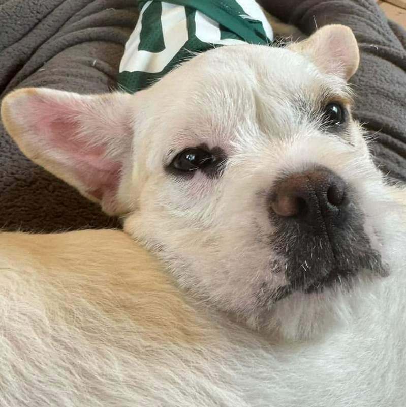 Kevin Jonas (Jonas Brothers Litter)