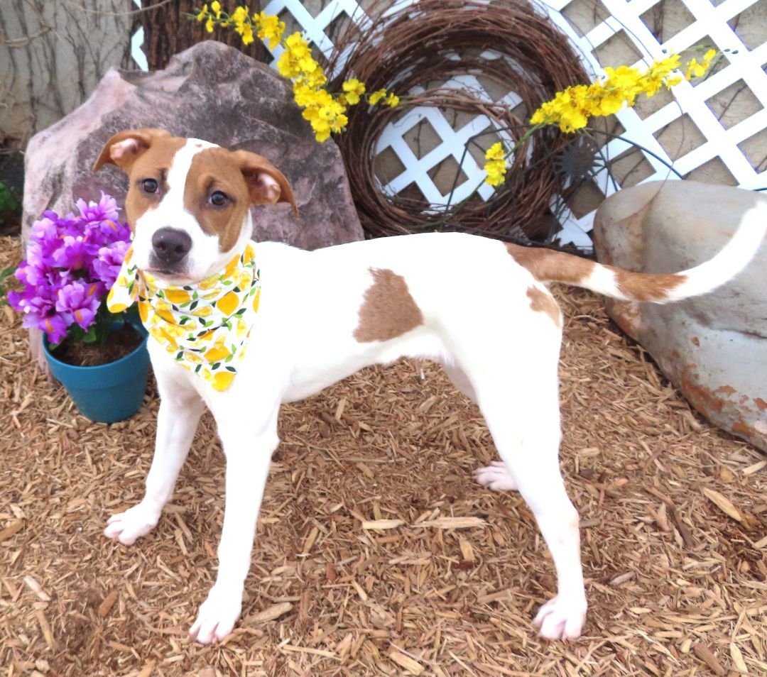 BOLT 425937 SweeetPUP!