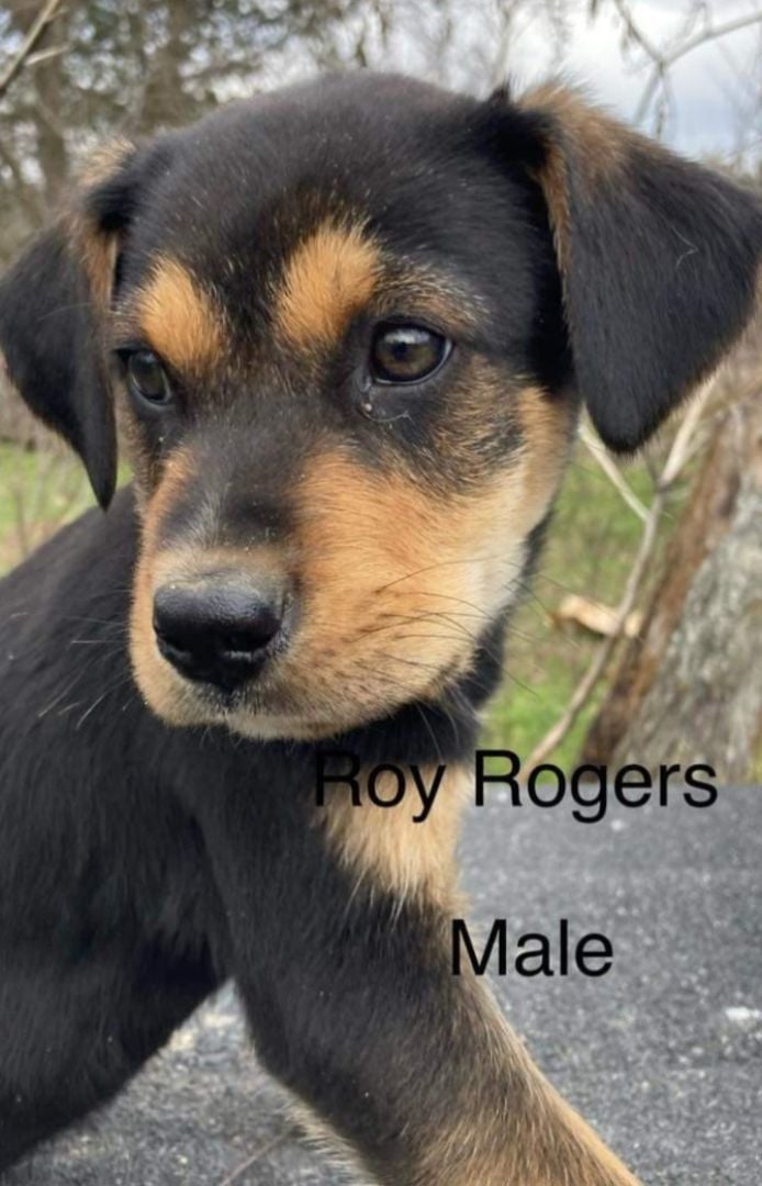Roy Rogers