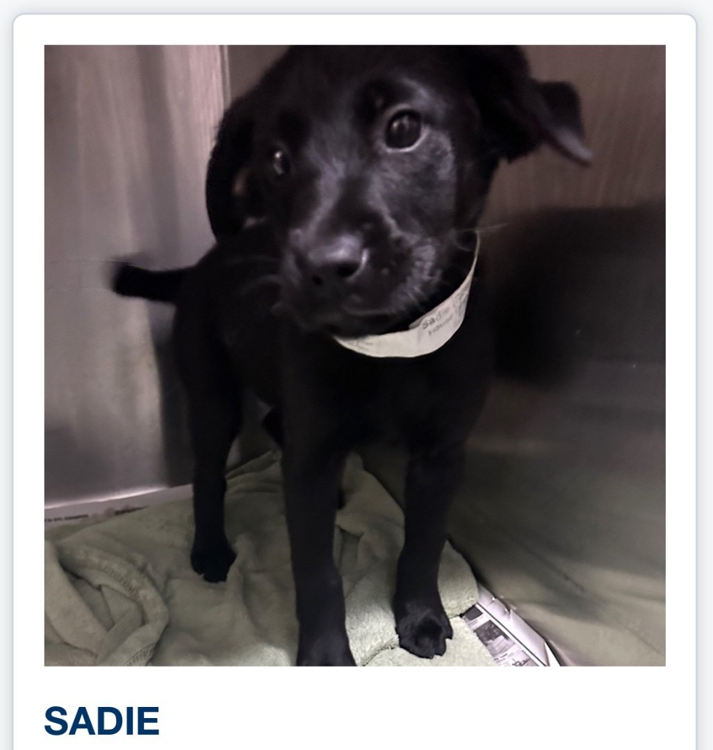 Sadie