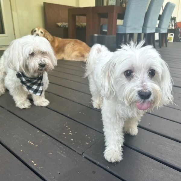 Valentino & Bruno - BONDED PAIR