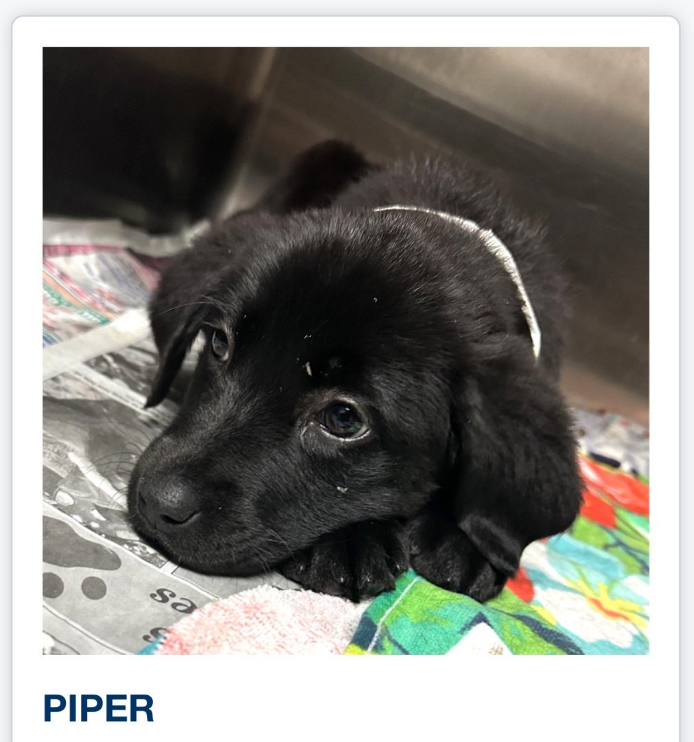 Piper