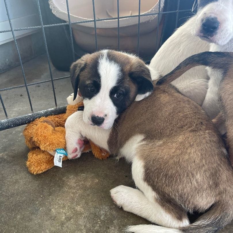 ASH, ALDER, ASPEN, ACACIA