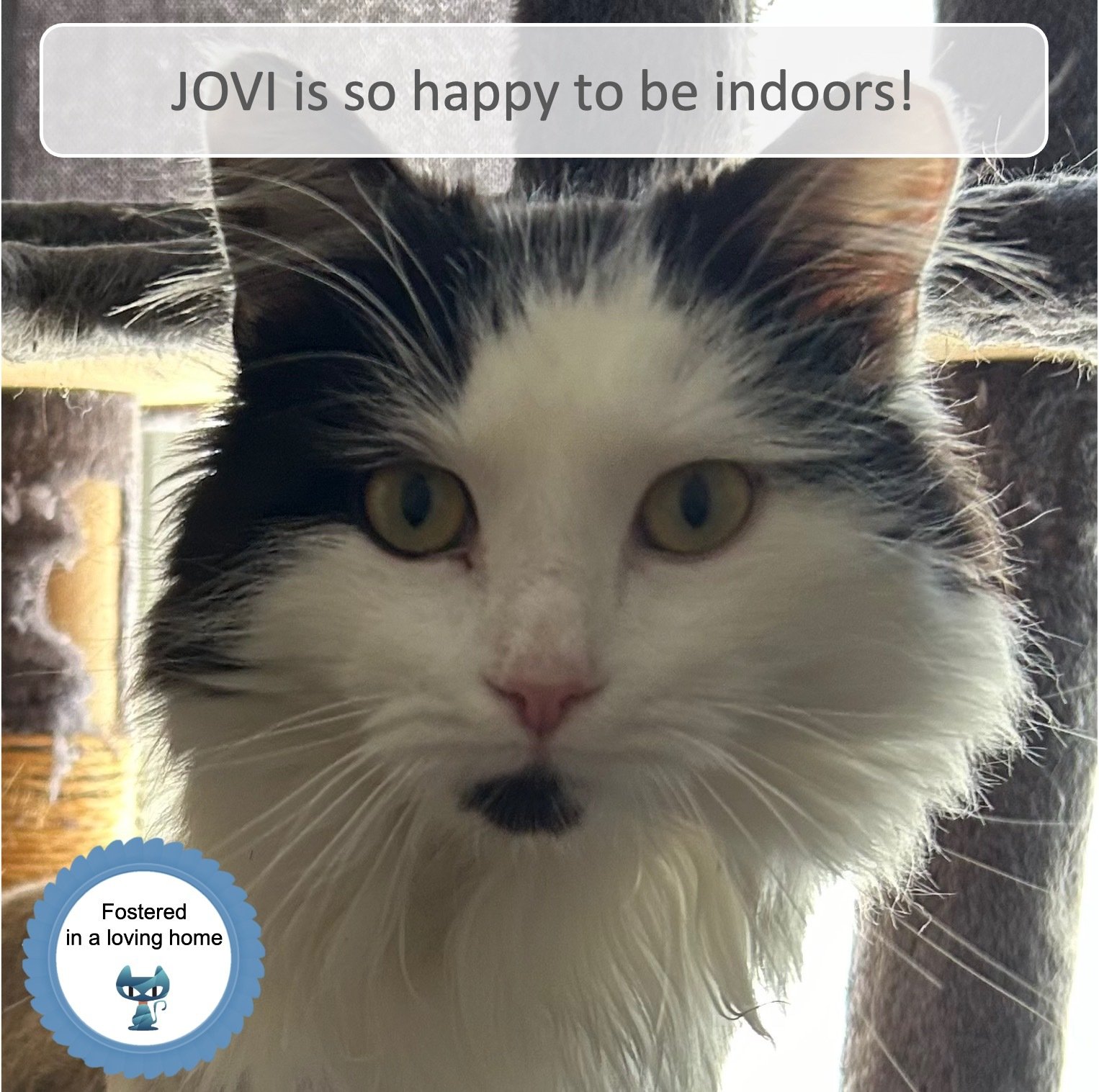 Jovi