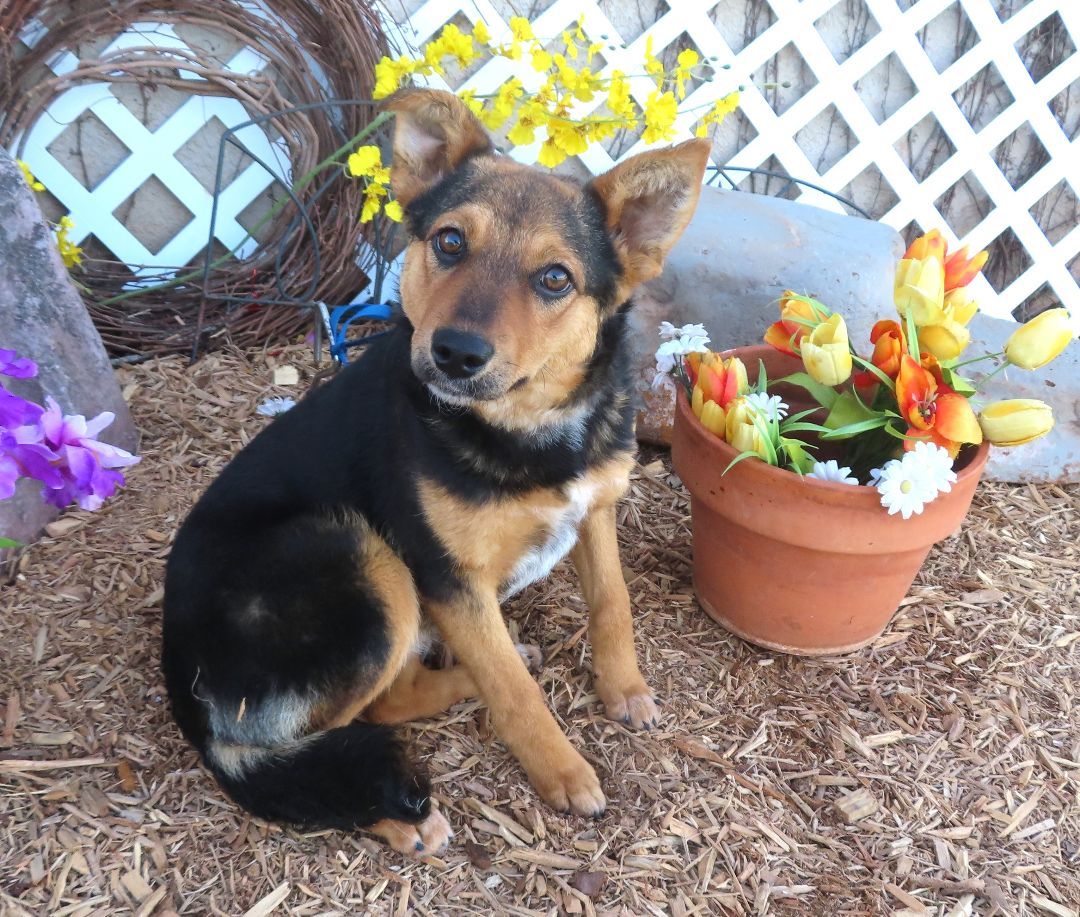 BLUEBELL 425848 Only24Pounds!