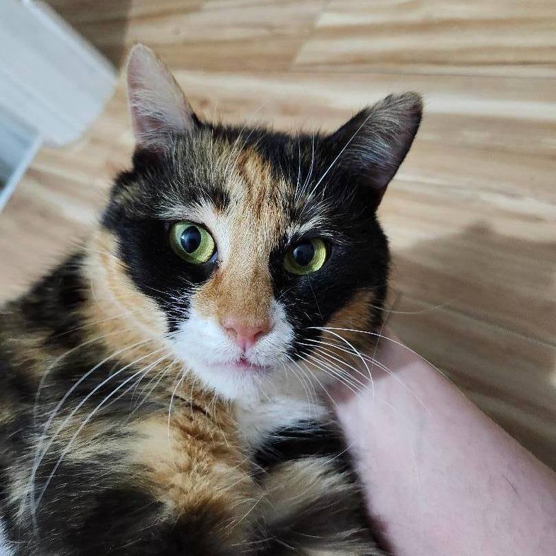 Juniper J. - LAP CAT WANTS YOU ALL TO HERSELF!