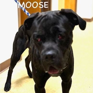 MOOSE