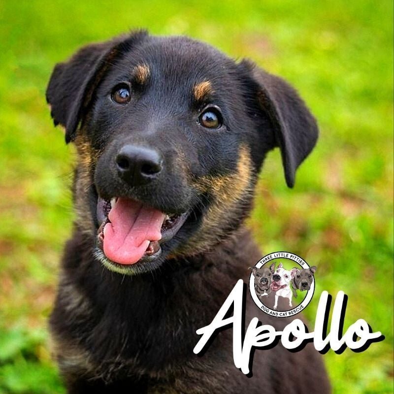 Apollo Bethea