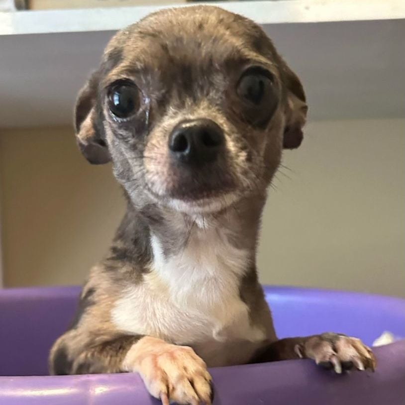 Bentley (Deb-Fostered in TN)