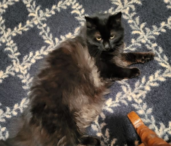 Courtesy post: female cat