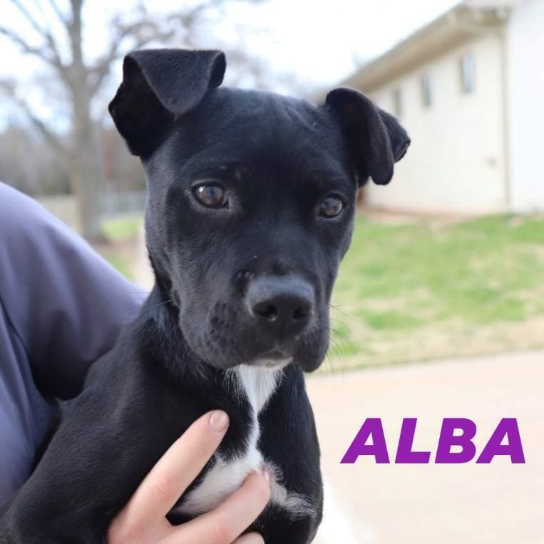 Alba