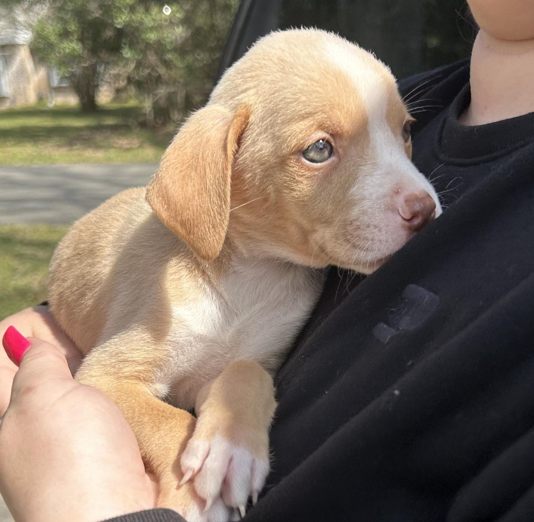 Lola (The Pit Crew) - Boulder