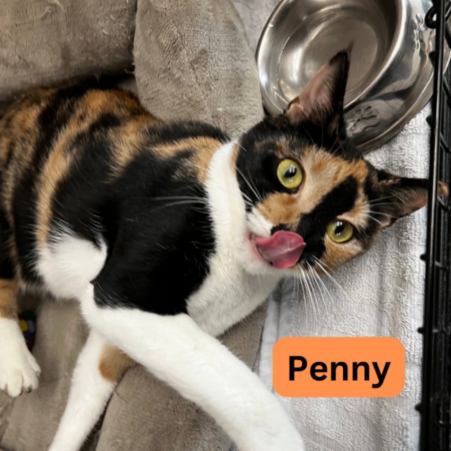 Penny