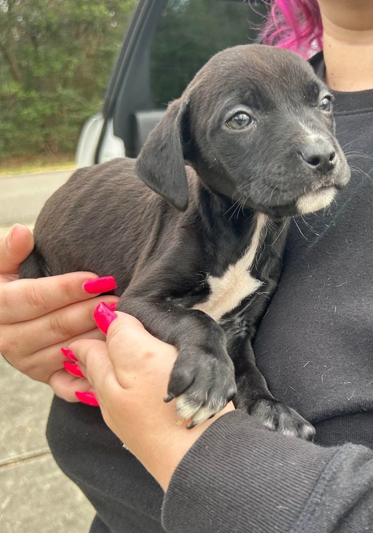 Stella (The Pit Crew) 