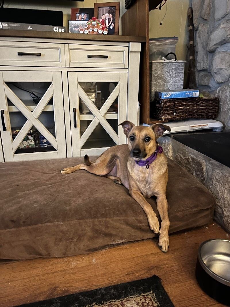 Priscilla the Cat-Loving Princess